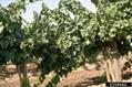 Grape ، Purpleleaf Grape